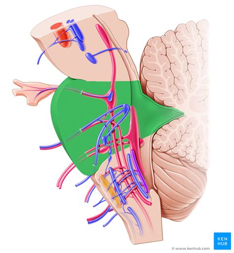 pons video|Pons: Anatomy, nuclei and tracts .